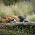 lion san diego zoo safari park sleeping
