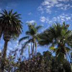 balboa park, san diego, palm trees, tourist attraction, urban photography