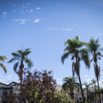 balboa park, san diego, palm trees, tourist attraction, urban photography
