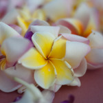 flower photos - flower pictures - flower images - lei - hawaii - plumeria