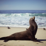 la jolla, san diego, sea lion, beach, sunbathing, cute 2