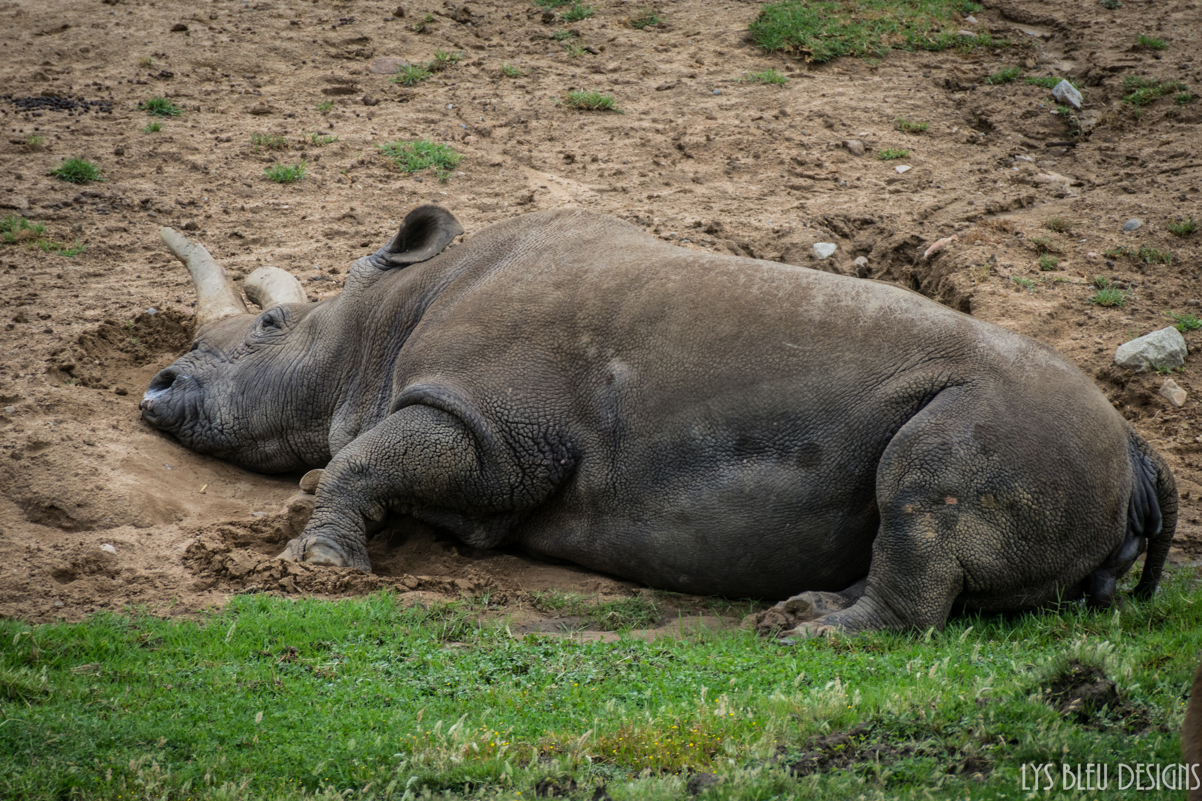 san diego safari park northern white rhino