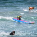 dog surfing - dogs - photos of dogs - event photography - surfing - surf photos- san diego - unleashed by petco - san diego photos - event photography