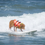 dog surfing - dogs - photos of dogs - event photography - surfing - surf photos- san diego - unleashed by petco - san diego photos - event photography