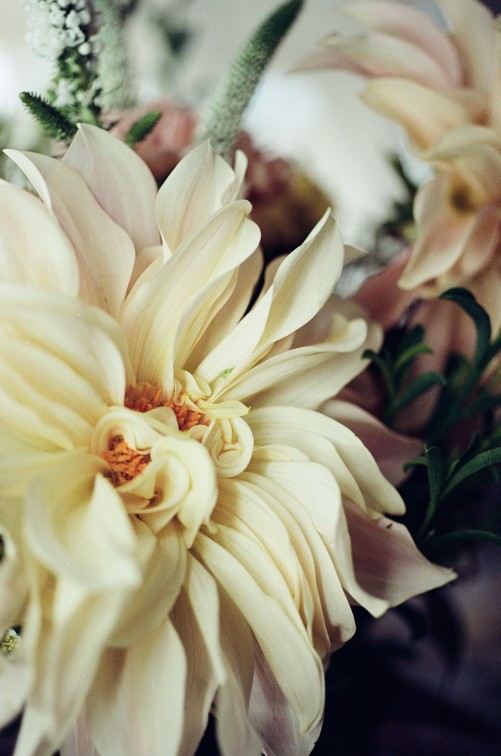 white flower, dahlia, film photography, analog photography, macro